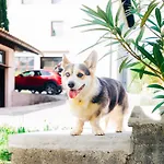 House Blazar Apartman *