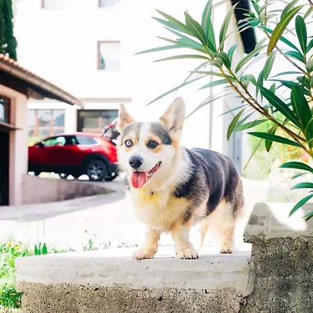 House Blazar Apartma *